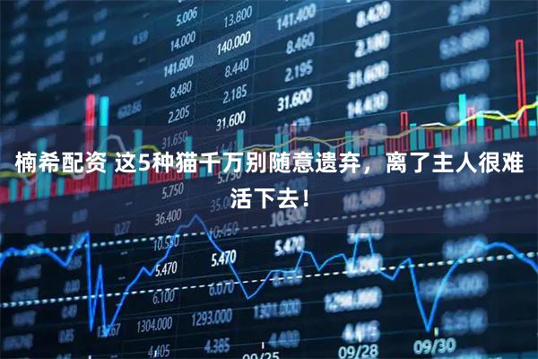 楠希配资 这5种猫千万别随意遗弃，离了主人很难活下去！